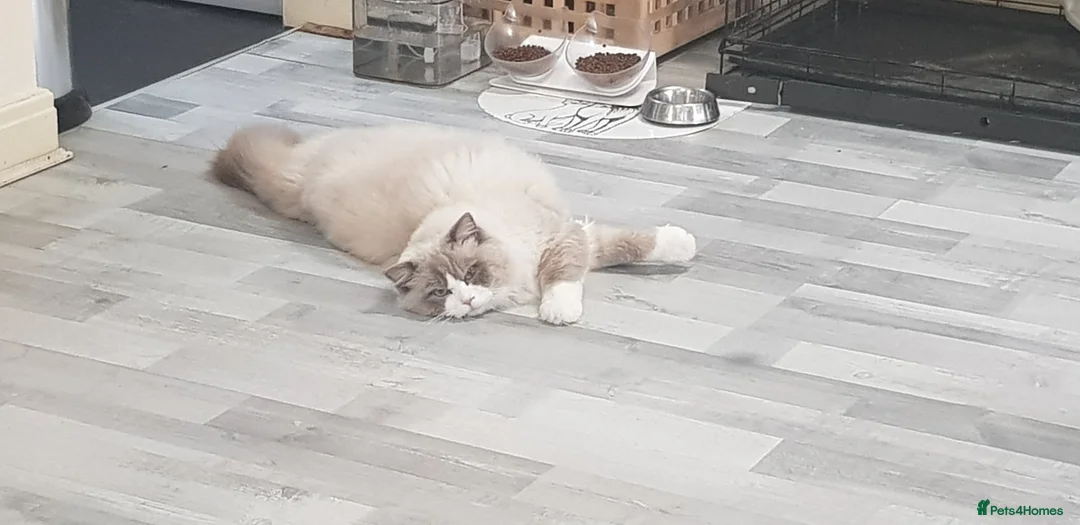 Ragdoll cats for stud: Charles - TICA and Gccf registered active boy  in Bournemouth - Advert 6