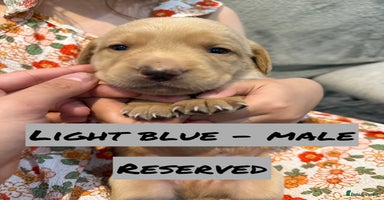 Labrador Retriever dogs - Advert 16