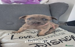 Mixed Breed dogs for sale: German shepard cross American bulldogs - Image 8
