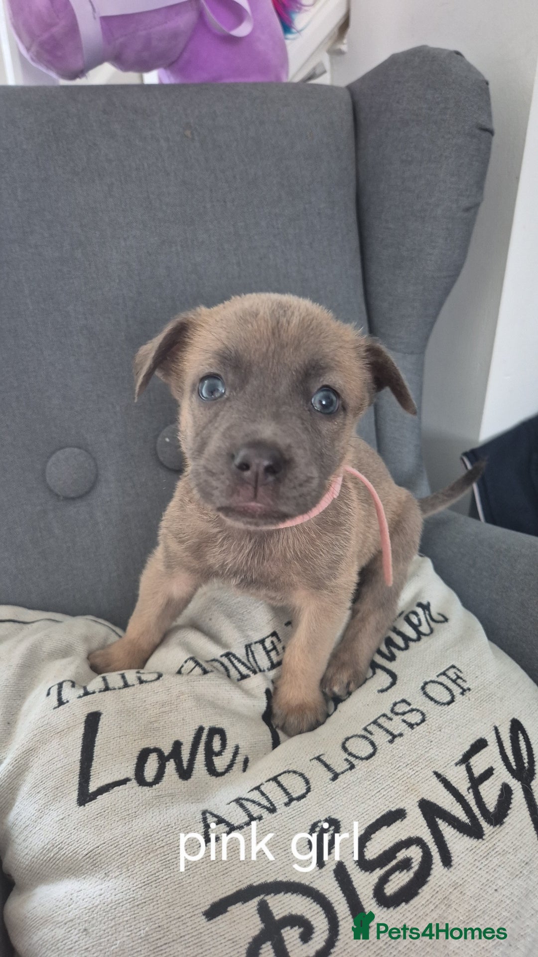 Mixed Breed dogs for sale: German shepard cross American bulldogs - Image 8