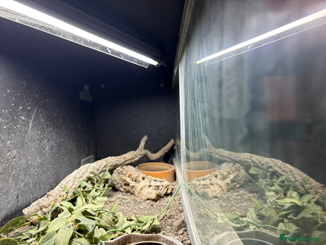 Bearded Dragon reptiles for sale: 1bearded dragon 2years of age WITH ENCLOSURE - Advert 4