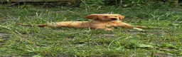 Golden Retriever dogs for sale: KC FOX RED GOLDEN RETRIVERS - Advert 6