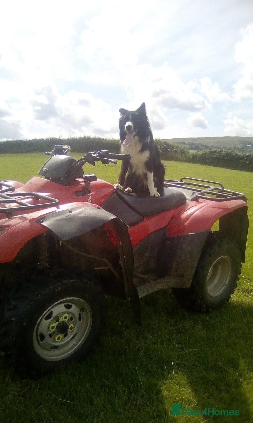 Border Collie dogs for sale: Border Collie puppies  - Advert 16