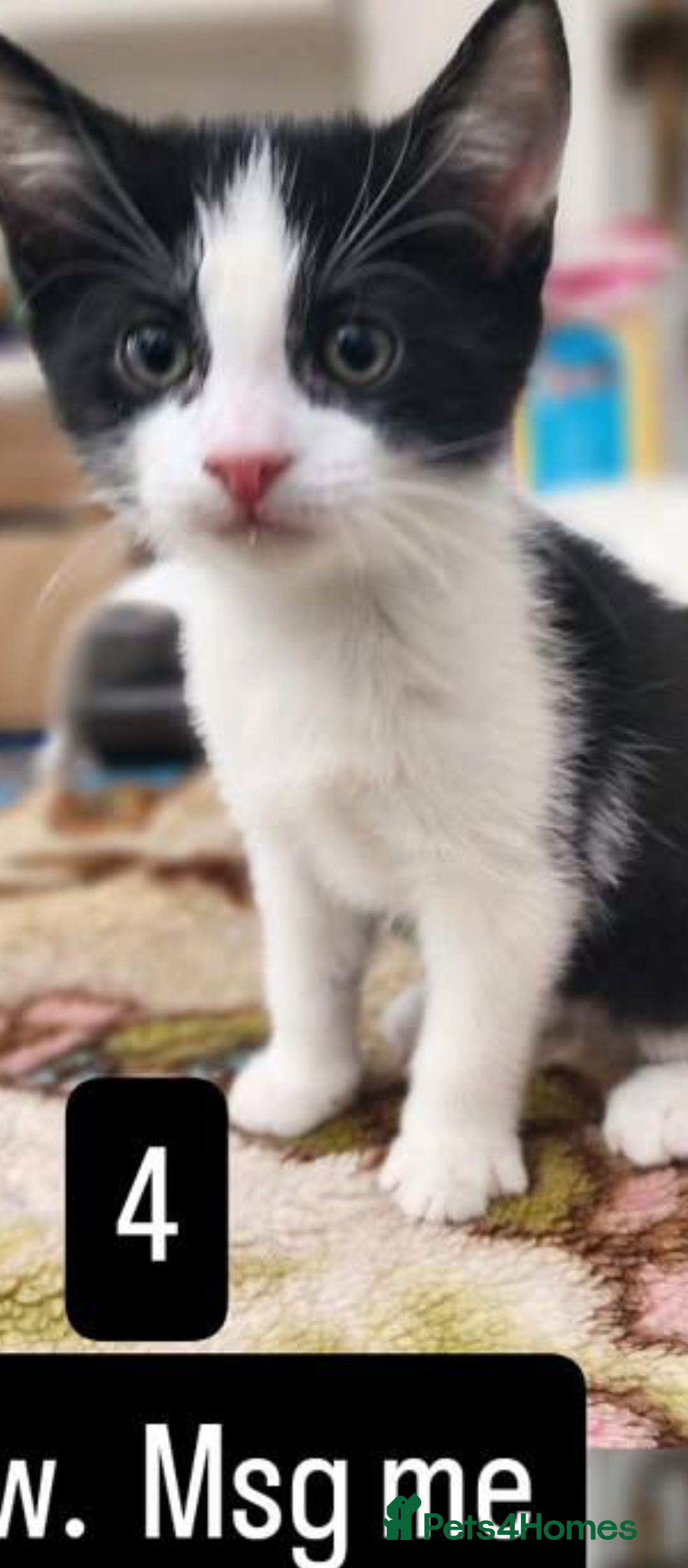 Mixed Breed cats for sale: Bombay X British Short Hair - Advert 7