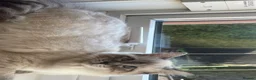 Ragdoll cats for sale: Beautiful pure ragdoll kitten looking for a home  - Advert 10