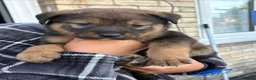 Mixed Breed dogs for sale: American Akita x Rottweiler  - Advert 2