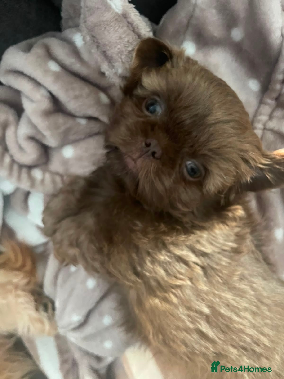 Shih Tzu dogs Last Boy Ready NOW  🐾  - Advert 2