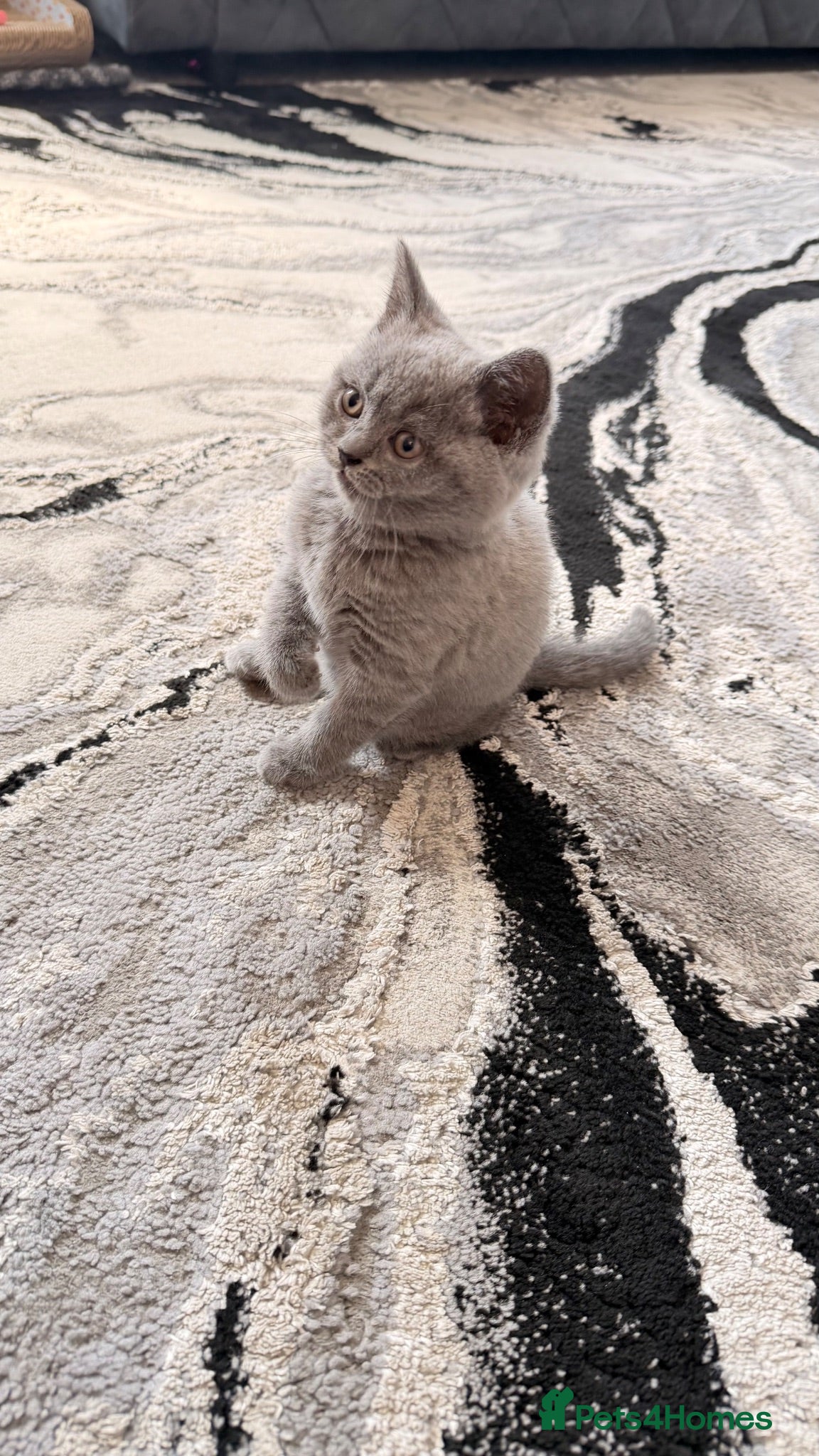 British Shorthair cats Kitten for sale Girl British short hair  - Advert 4