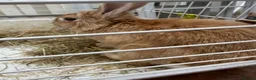 Mixed Breed rabbits for sale: Rabbit REHOMING in Burton-on-Trent - Advert 4