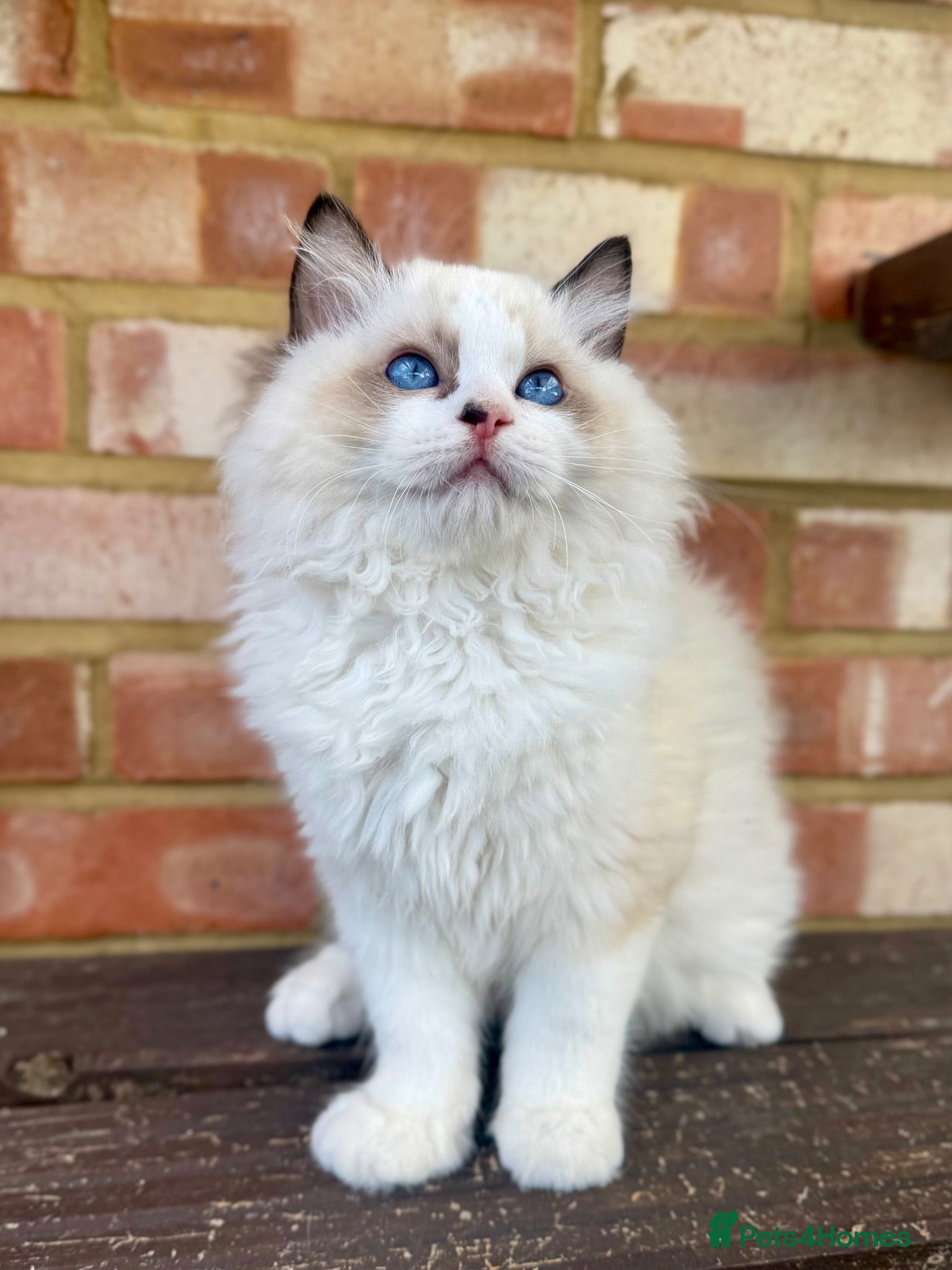Ragdoll cats TICA registered ragdoll kittens from champions - Advert 1