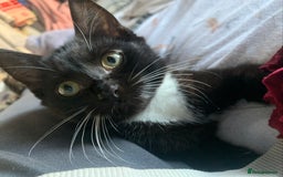 Mixed Breed cats for sale: Two gorgeous girls - Advert 7