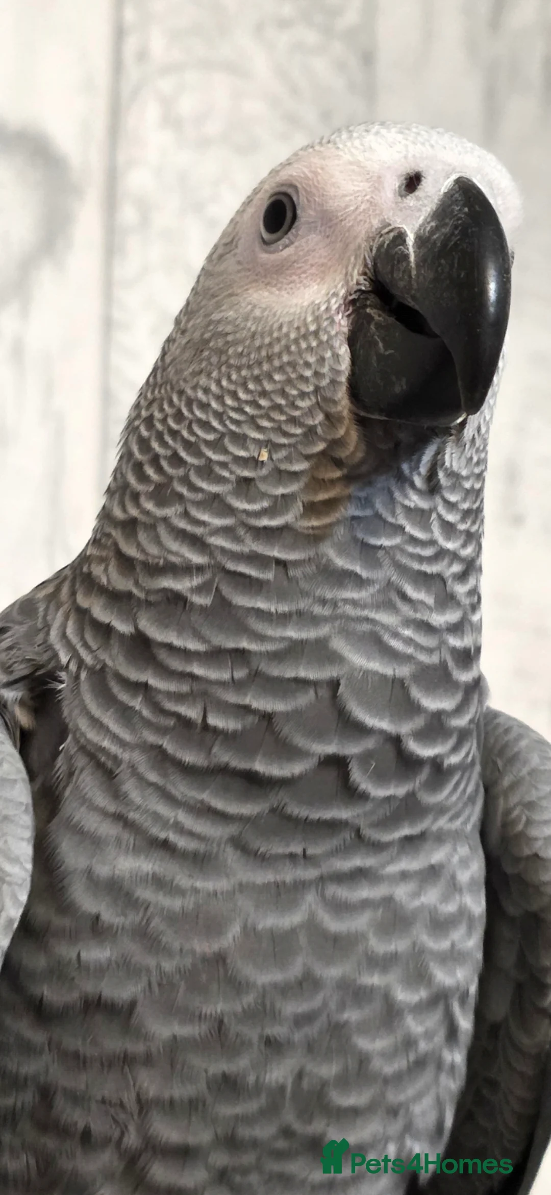 Parrots birds for sale: 16 week african grey in Elland - Advert 1