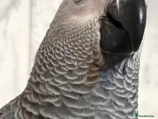 Parrots birds 16 week african grey - Advert 1