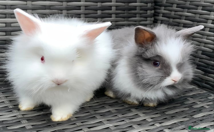 Lionhead rabbits - Advert 7