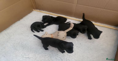 Labrador Retriever dogs - Advert 13