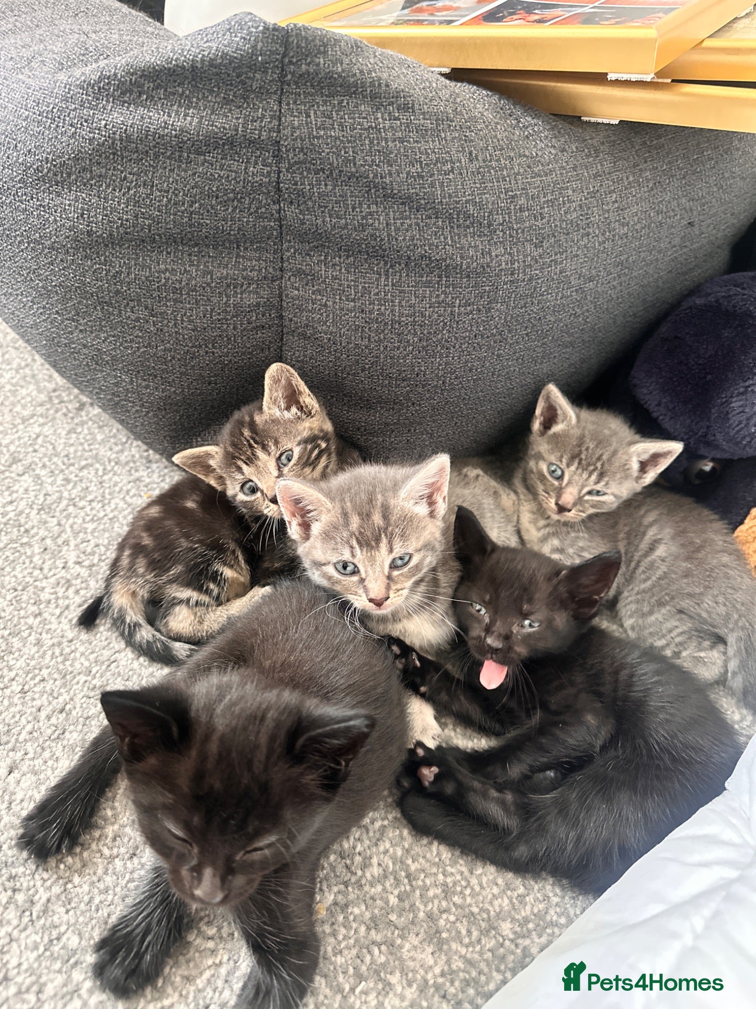 Bengal cats Silver Bengal x Bombay Kittens| Ready 9th July - Advert 3