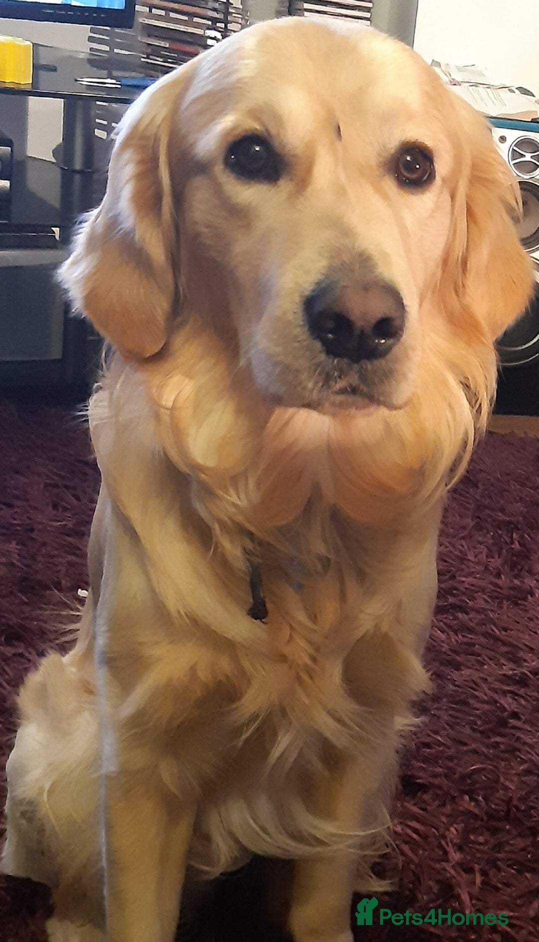 Golden Retriever dogs for sale: Available for STUD - Image 18