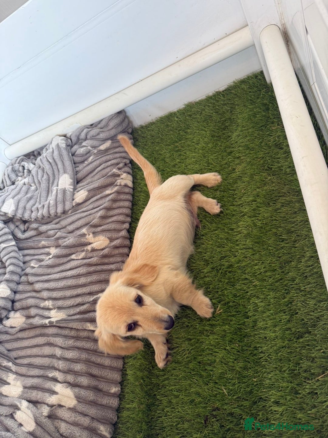 Miniature Dachshund dogs for sale: ♦️Mixed Cream Litter 🐶🌟 - Image 1