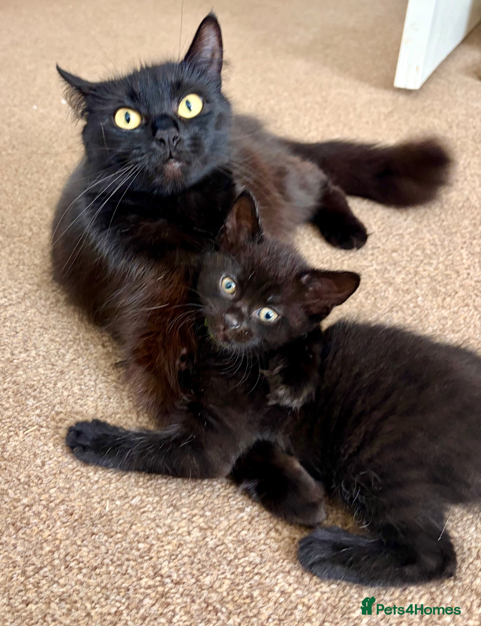 Mixed Breed cats Fluffy Lil Bear Cubs - Advert 1