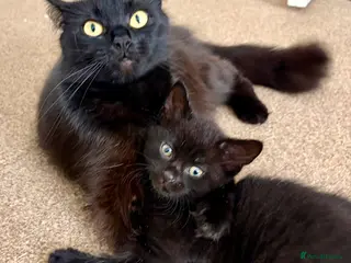 Mixed Breed cats Fluffy Lil Bear Cubs - Advert 14