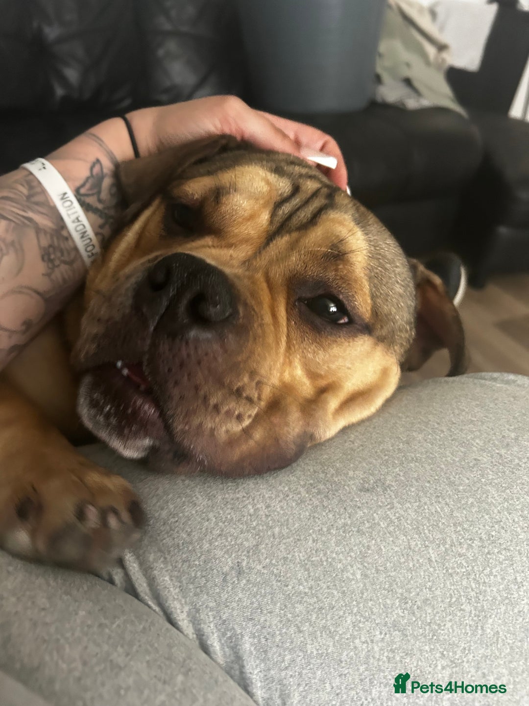 American Bully dogs for sale: Meet Bandit, American pocket bully  - Image 10