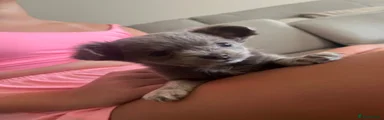 Chihuahua 3