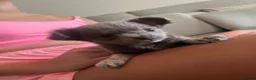 Chihuahua dogs for sale: Chihuahuas - Advert 15