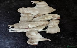 Labrador Retriever dogs for sale: Quality Labrador puppies Ready soon - Image 5