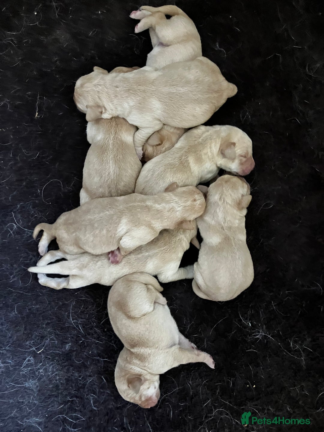 Labrador Retriever dogs for sale: Quality Labrador puppies Ready soon - Image 5