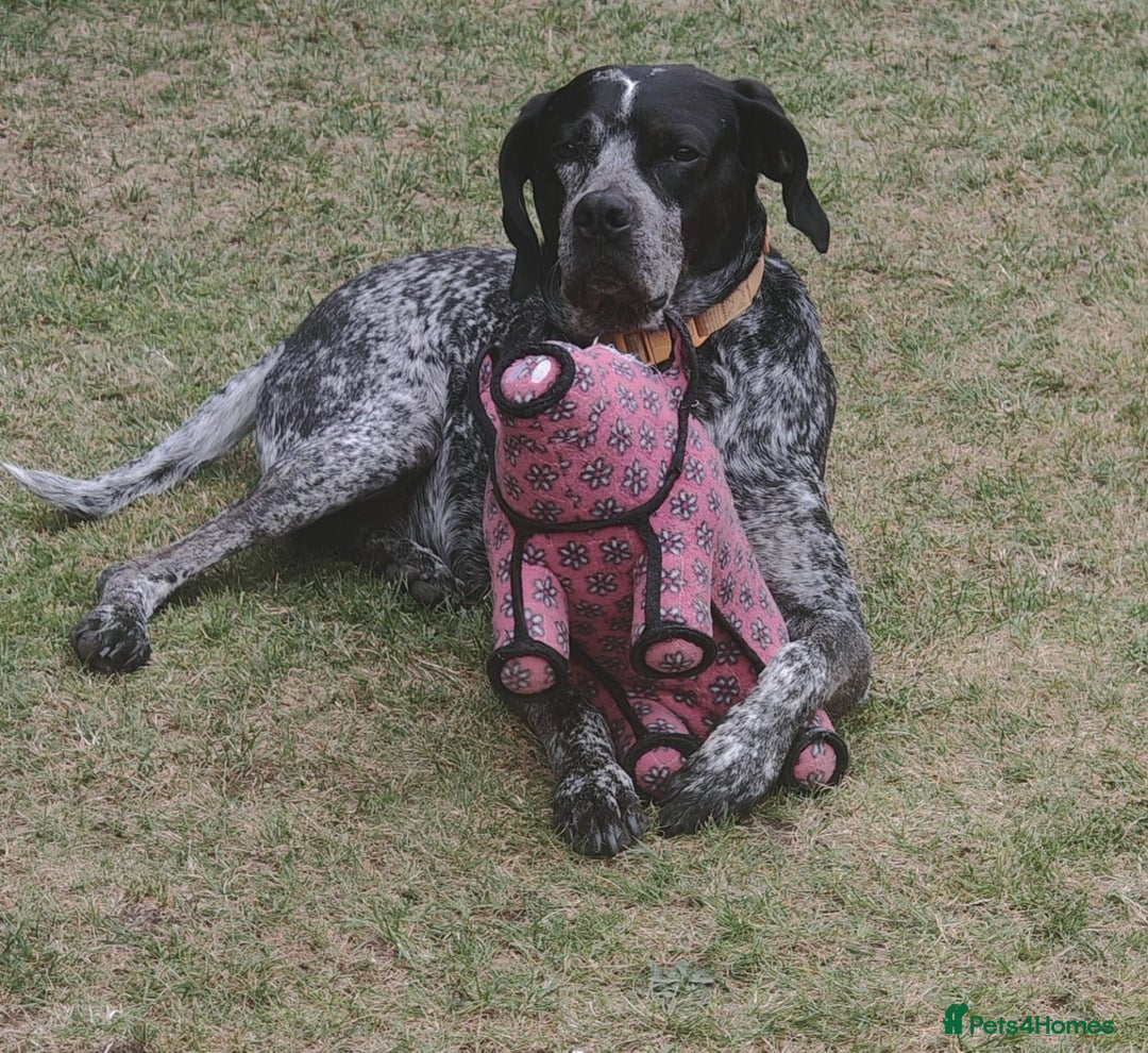 Mixed Breed dogs for adoption: 💙KOBE-A LOVING GERMAN POINTER LOOKING FOR HOME💙 - Advert 8