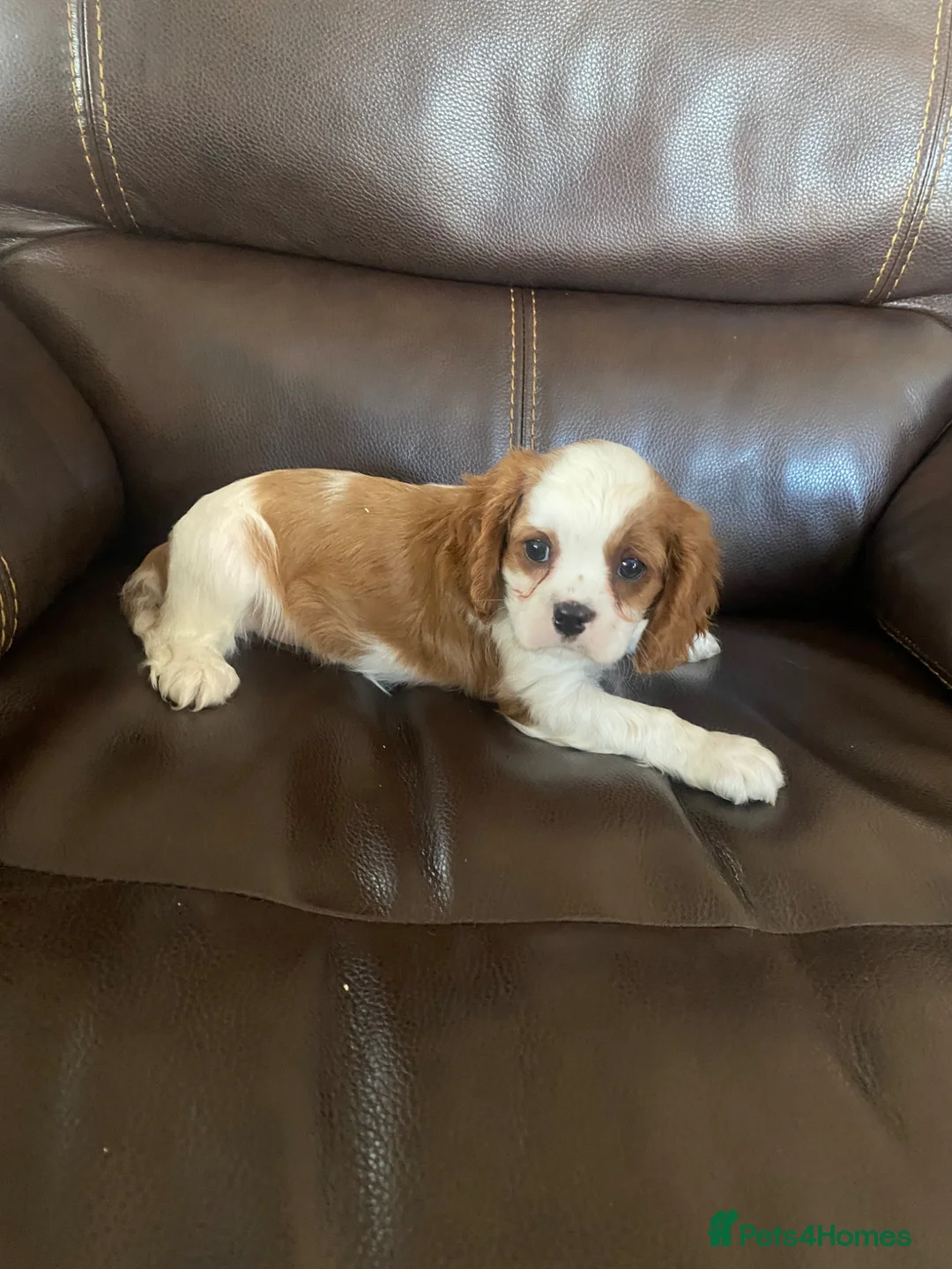 Cavalier King Charles Spaniel dogs for sale: Cavalier King Charles Spaniels - Advert 2