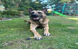 Belgian Shepherd Dog dogs for sale: Belgium malinois  - Image 1