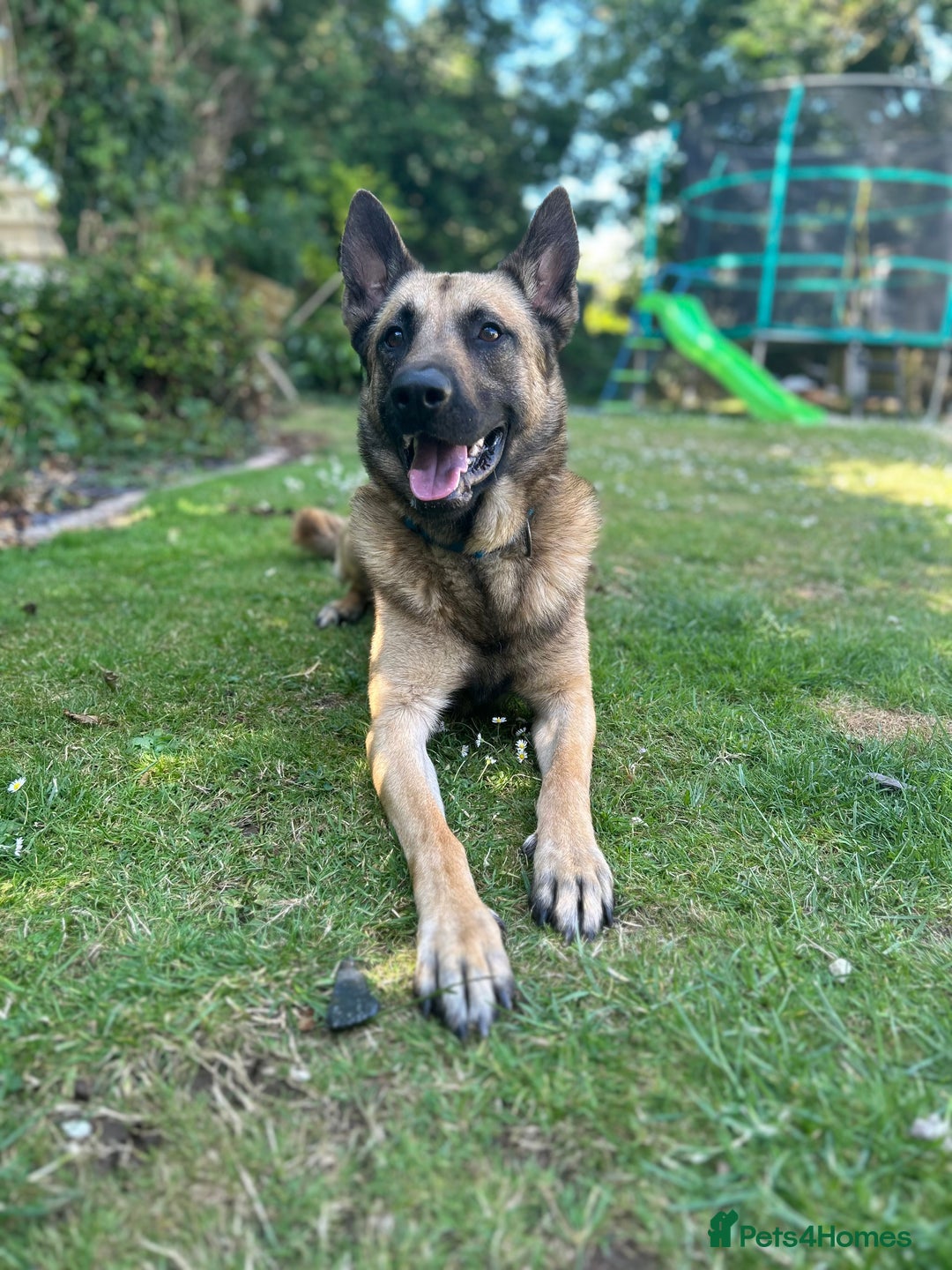 Belgian Shepherd Dog dogs for sale: Belgium malinois  - Image 1