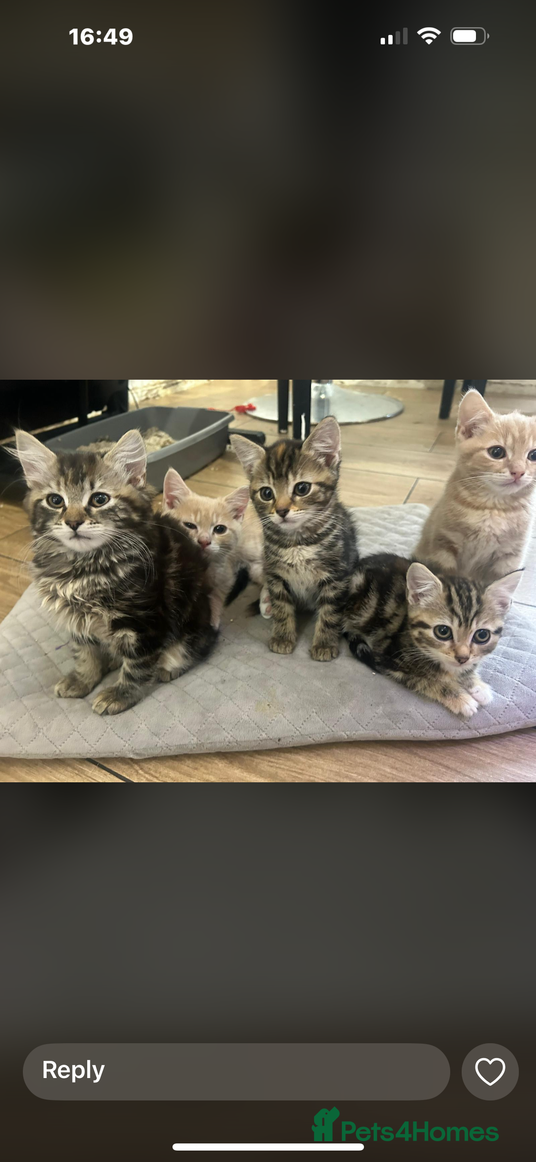 Mixed Breed cats for sale: Gorg loving kitties 4 the best homes only  - Image 14