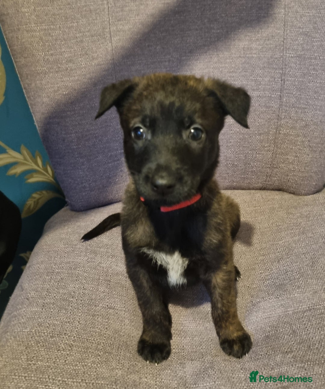 Belgian Shepherd Dog dogs for sale: Mother is a Dutch Herder NOT Belgian shepherd!!  - Advert 10