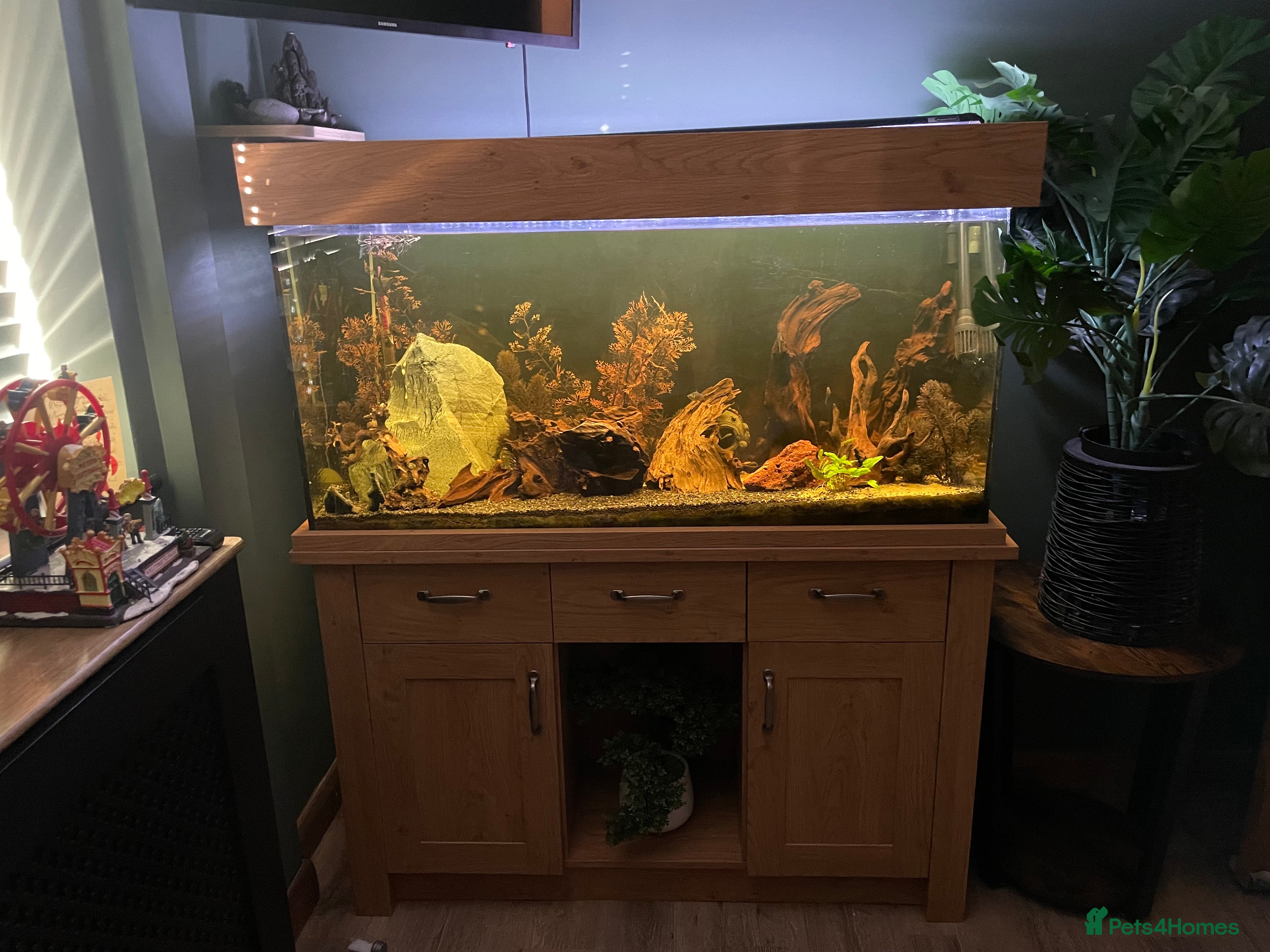 Loaches fish 4ft aquarium fish tank - Advert 1