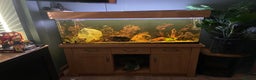 Loaches fish for sale: 4ft aquarium fish tank - Advert 1