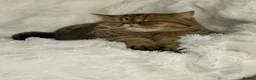 Exotic cats for sale: 4 Beautiful Kittens–Looking for Their Forever Home - Advert 2