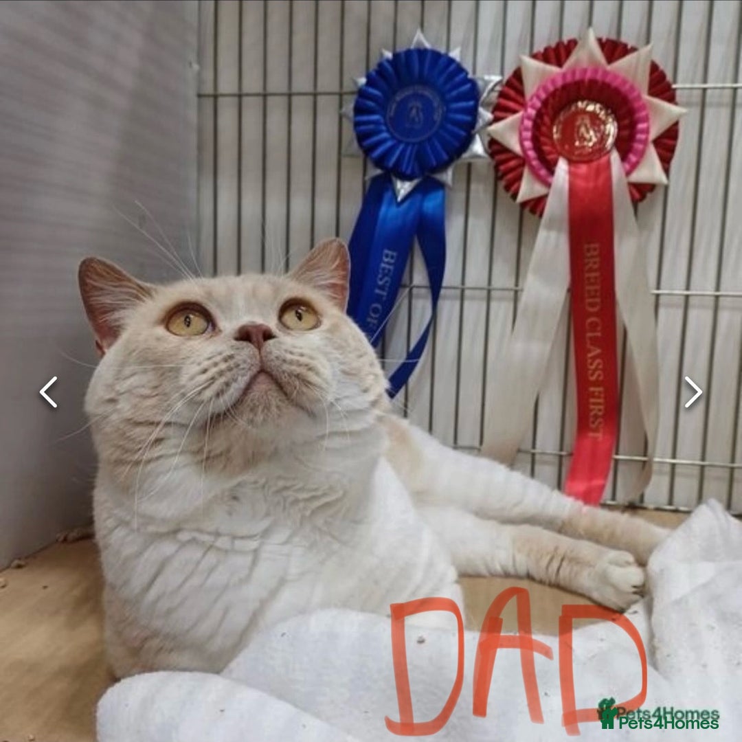 British Shorthair cats for sale: BEAUTIFUL BRITISH SHORT AND LONG HAIR KITTENS - Image 14