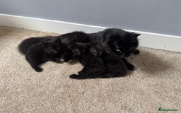 British Longhair cats for sale: 3 Fluffy kittens - Image 3