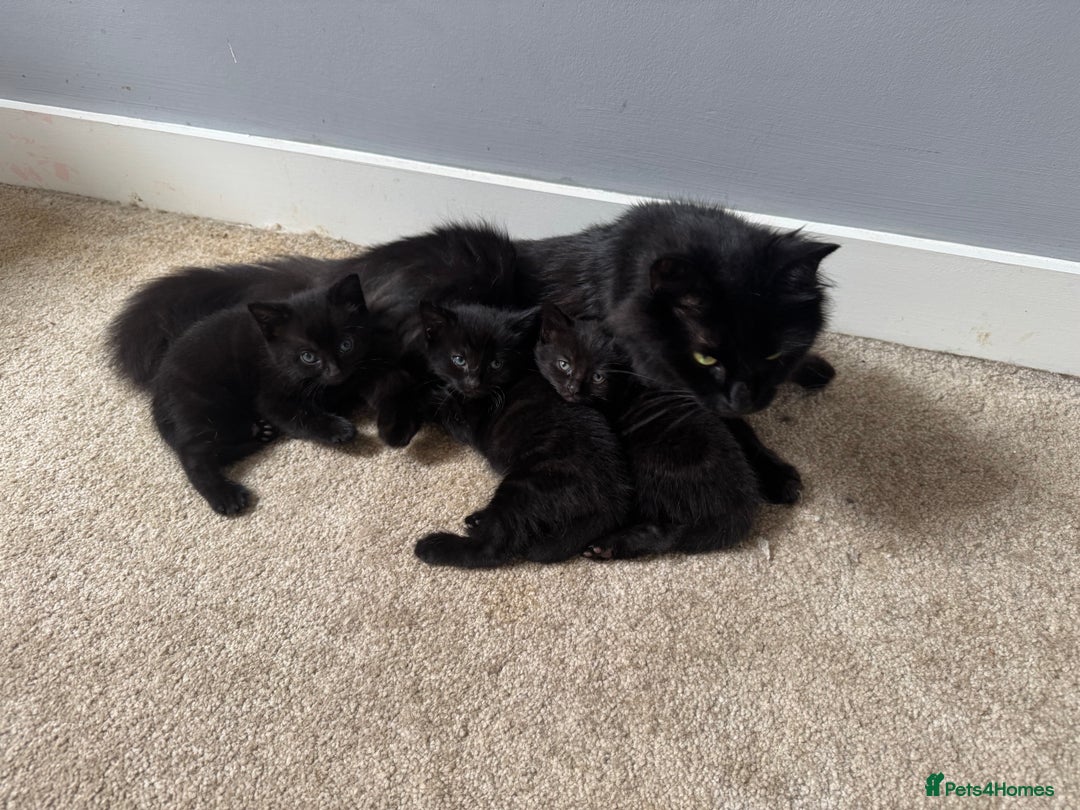 British Longhair cats for sale: 3 Fluffy kittens - Image 3
