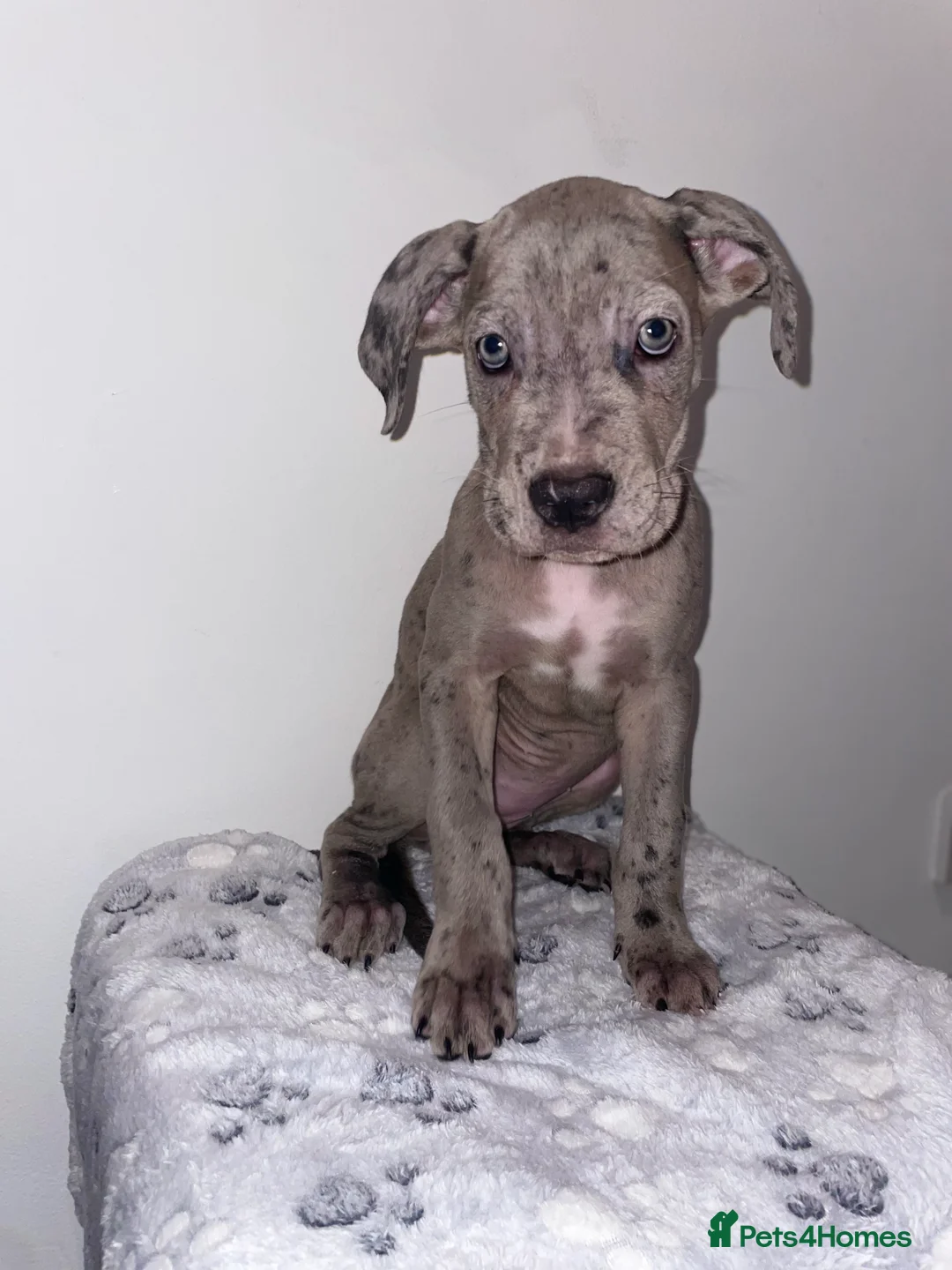 Cane Corso dogs for sale: Merle Cane Corso Puppy - Advert 2