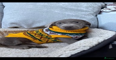 Labrador Retriever dogs Stunning silver lab puppies  - Advert 9