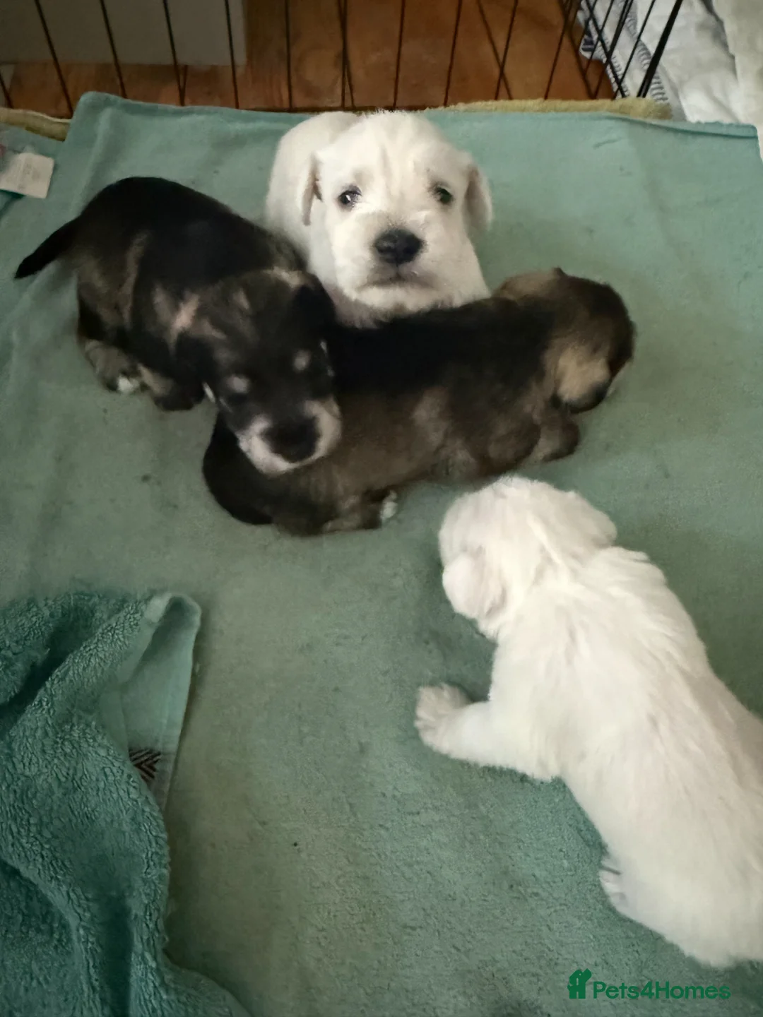 Miniature Schnauzer dogs for sale: SALT and PEPPER MINIATURE SCHNAUZER  - Advert 10