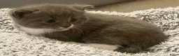 Mixed Breed cats for sale: 3 Beautiful kittens left (read description) 🌟 🐱  - Advert 20