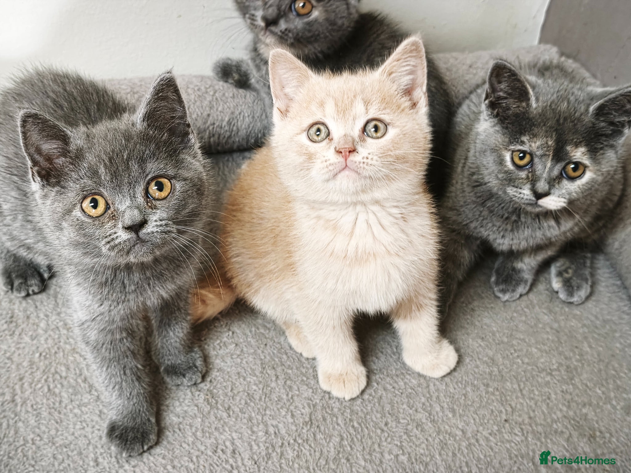 British Shorthair cats Stunning Rare Colours British Shorthair Kittens - Advert 4