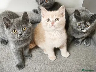 British Shorthair cats Stunning Rare Colours British Shorthair Kittens - Advert 4