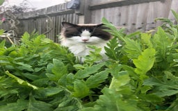 Ragdoll cats for adoption: Dexter the rescue ragdoll - Image 9