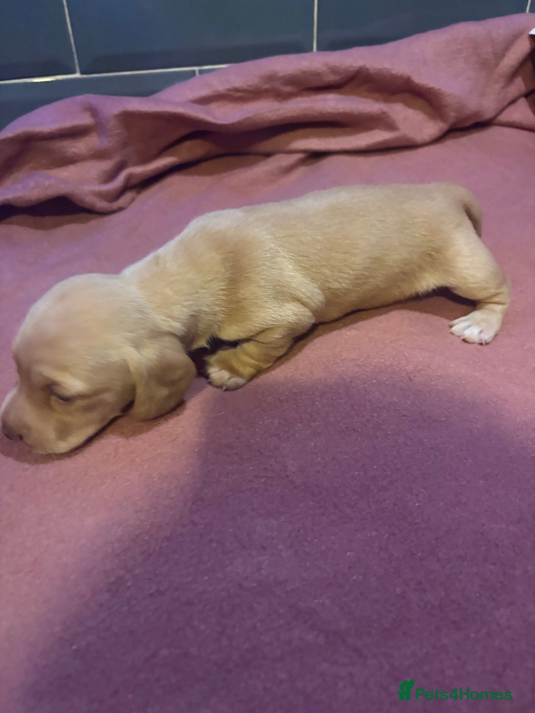 Miniature Dachshund dogs for sale: Beautiful miniature dachshunds  - Advert 2