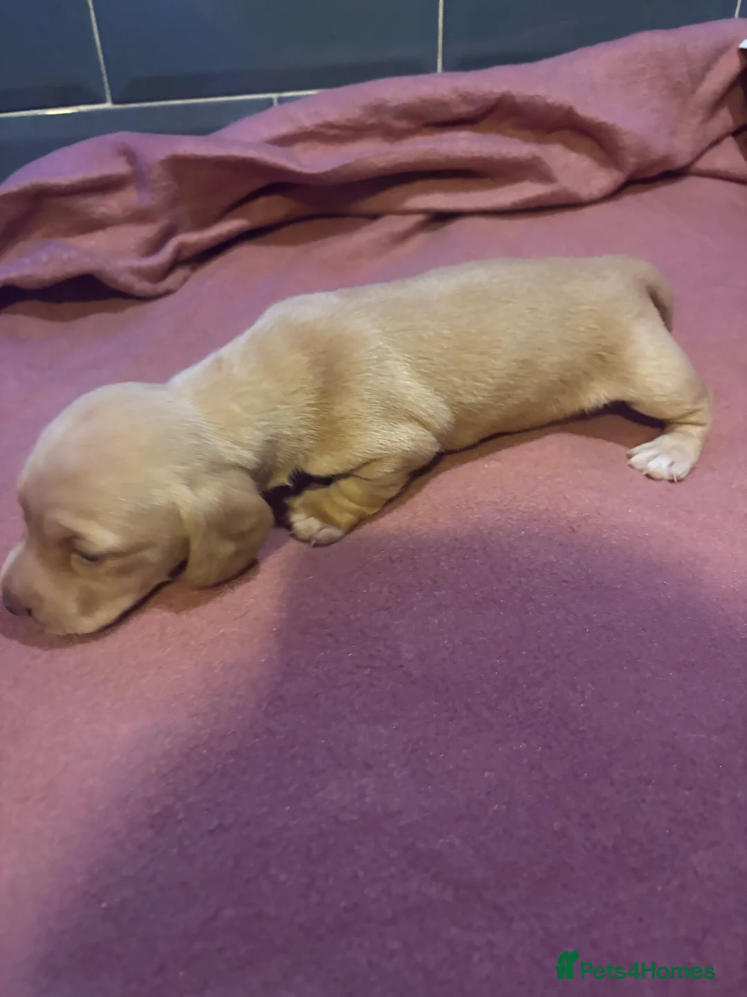 Miniature Dachshund dogs for sale: Ready now Beautiful miniature dachshunds  - Advert 5